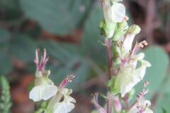Teucrium scorodonia_Jordi Puyuelo