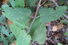 Teucrium scorodonia_Jordi Puyuelo
