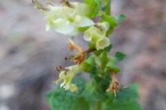 Teucrium scorodonia_Merce Vallicrosa CC BY-NC