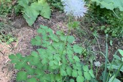 Thalictrum aquilegiifolium_Begona Travy CC BY-NC