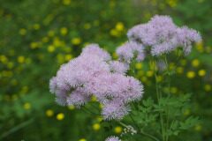 Thalictrum aquilegiifolium_Joaquim Reberte