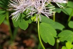 Thalictrum aquilegiifolium_Merce Vallicrosa CC BY-NC