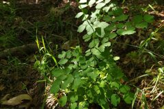 Thalictrum aquilegiifolium_Merce Vallicrosa CC BY-NC