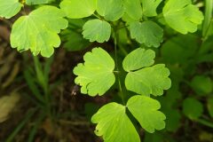 Thalictrum aquilegiifolium_Merce Vallicrosa CC BY-NC