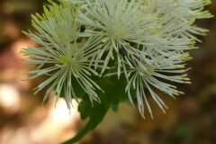 Thalictrum aquilegiifolium_Merce Vallicrosa CC BY-NC