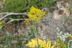 Thapsia laciniata_Jordi Puyuelo