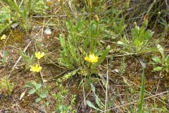 Thrincia hispida_Pere Barnola CC BY-SA