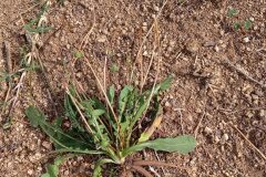 Thrincia tuberosa_Josep Gesti CC BY-SA