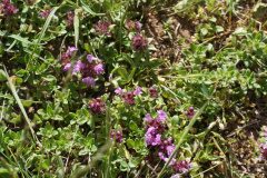 Thymus pulegioides_Joan Garcia CC BY-NC