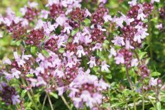 Thymus pulegioides_Joaquim Reberte