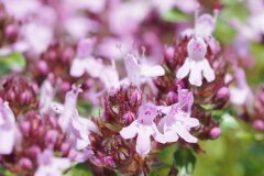 Thymus pulegioides_Joaquim Reberte