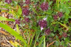 Thymus pulegioides_Merce Vallicrosa CC BY-NC