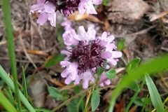 Thymus pulegioides_Merce Vallicrosa CC BY-NC