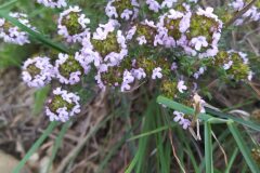 Thymus vulgaris vulgaris_Merce Vallicrosa CC BY-NC
