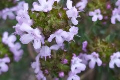 Thymus vulgaris vulgaris_Merce Vallicrosa CC BY-NC
