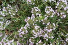 Thymus vulgaris vulgaris_Neus Julia CC BY-SA