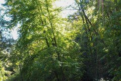 Tilia platyphyllos_Joaquim Reberte