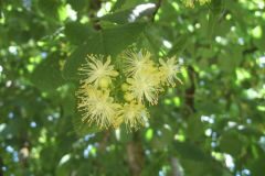 Tilia platyphyllos_Jordi Puyuelo