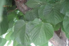 Tilia platyphyllos_Jordi Puyuelo