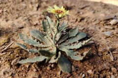 Tolpis umbellata_Joaquim Reberte CC BY-NC