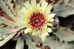 Tolpis umbellata_Joaquim Reberte CC BY-NC