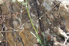 Tolpis umbellata_Jordi Puyuelo