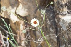 Tolpis umbellata_Jordi Puyuelo