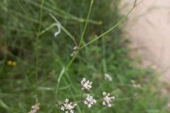 Torilis arvensis purpurea_Pere Barnola CC BY-SA