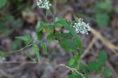 Torilis japonica_Pere Barnola_CC BY-SA