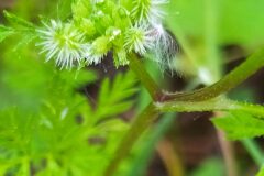 Torilis nodosa_Merce Vallicrosa CC BY-NC