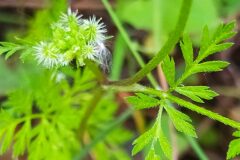 Torilis nodosa_Merce Vallicrosa CC BY-NC