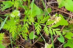 Torilis nodosa_Merce Vallicrosa CC BY-NC