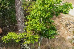 Torminalis glaberrima_Joaquim Reberte