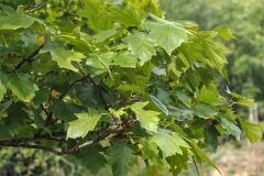 Torminalis glaberrima_Joaquim Reberte