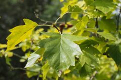 Torminalis glaberrima_Joaquim Reberte