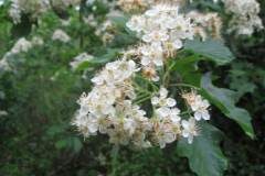 Torminalis glaberrima_Jordi Puyuelo