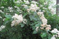 Torminalis glaberrima_Jordi Puyuelo