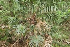 Trachycarpus fortunei_Marc Riera CC BY