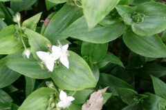 Tradescantia fluminensis_Alexandra Perendones