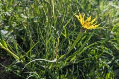 Tragopogon dubius_Katarzyna Zarnowiec CC BY-SA