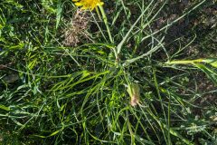 Tragopogon dubius_Katarzyna Zarnowiec CC BY-SA