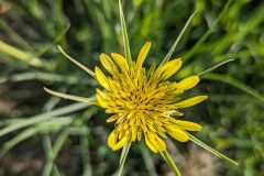 Tragopogon dubius_Katarzyna Zarnowiec CC BY-SA