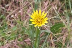 Tragopogon dubius_Merce Vallicrosa CC BY-NC