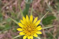 Tragopogon dubius_Merce Vallicrosa CC BY-NC
