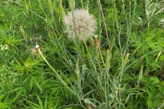 Tragopogon dubius_Merce Vallicrosa CC BY-NC