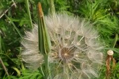 Tragopogon dubius_Merce Vallicrosa CC BY-NC