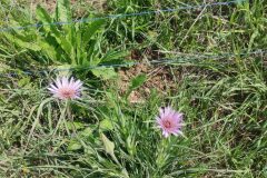 Tragopogon porrifolius_Francisco Aguayo CC BY-NC