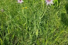 Tragopogon porrifolius_Roger Vila CC BY-NC