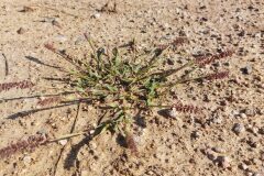 Tragus racemosus_Jordi Torallas CC BY-NC