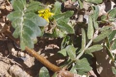 Tribulus terrestris_Merce Vallicrosa CC BY-NC